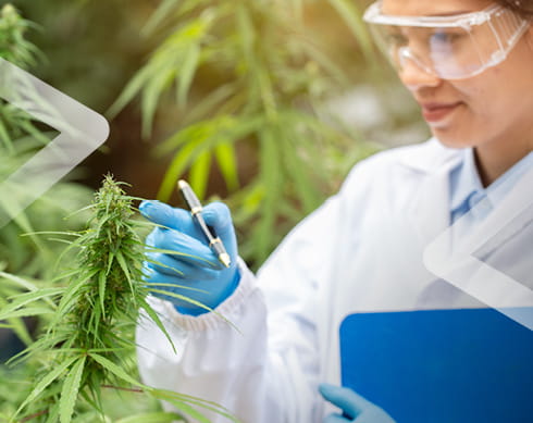 Woman wearing a hairnet, goggles and a labcoat inspecting marijuana plants.