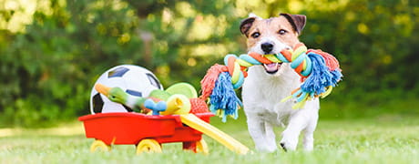 A dog chewing on a rope
                toy beside a wagon and soccer ball